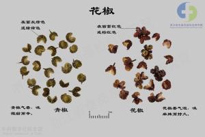 花椒 标本图